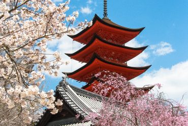 japan-kirschbluete