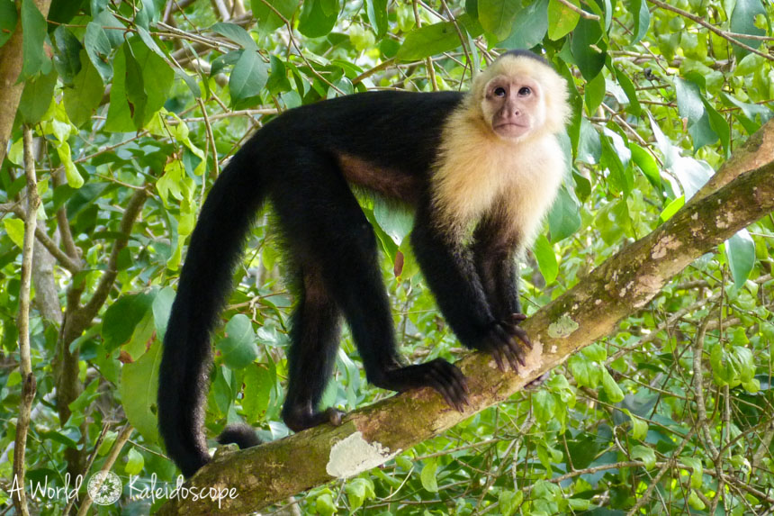 backpacking-rundreise-costa-rica-nicaragua-panama-capuchin-monkey-manuel-antonio